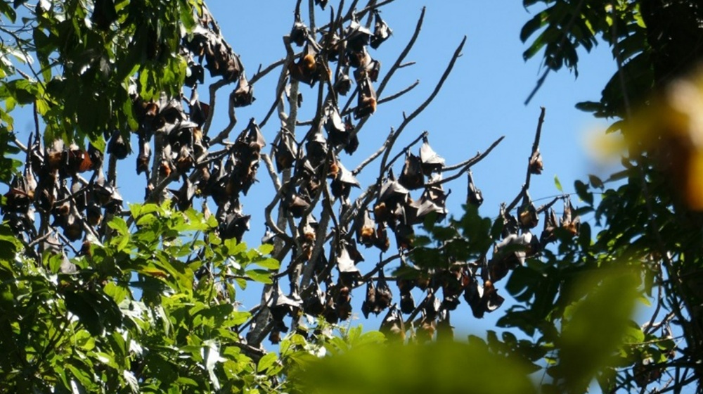 huong-dan-cach-di-chuyen-tu-iloilo-den-bacolod-va-nguoc-lai-8